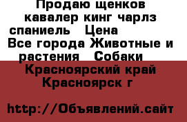 Продаю щенков кавалер кинг чарлз спаниель › Цена ­ 40 000 - Все города Животные и растения » Собаки   . Красноярский край,Красноярск г.